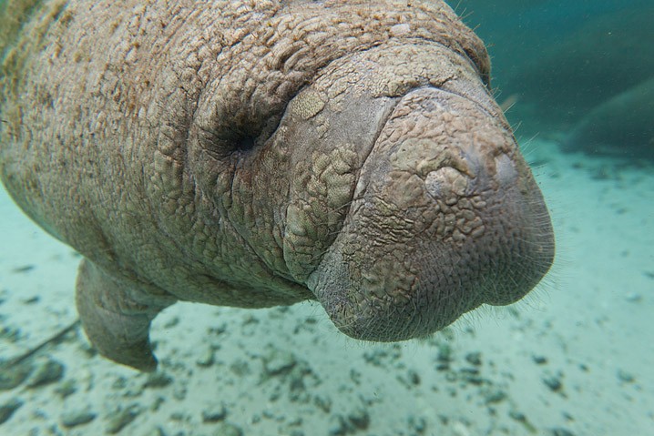 Karibik-Manati Trichechus manatus West Indian Manatee